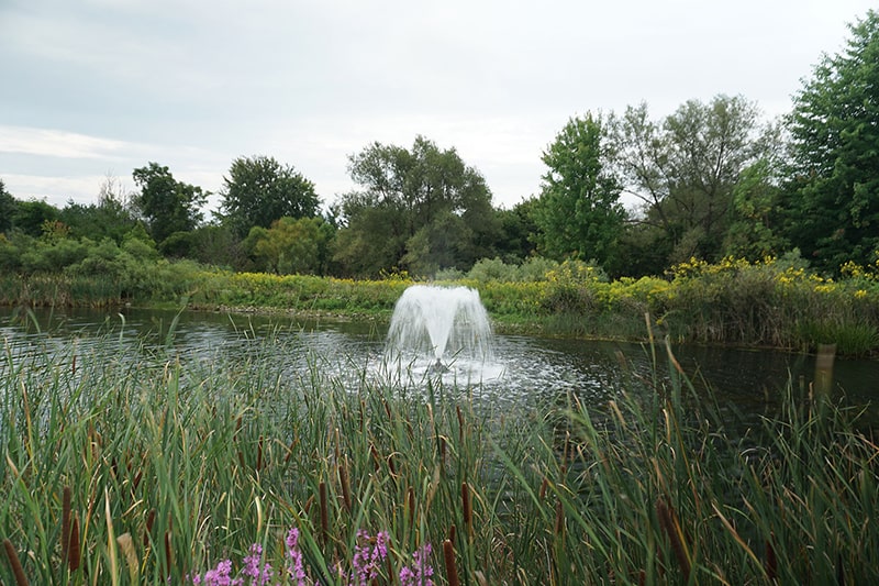 Aqua Control Lily floating fountain in a residential pond near Toronto