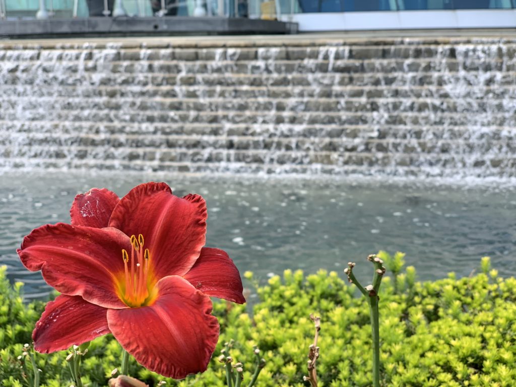 Water feature cascading behind a red lily in a landscaped garden