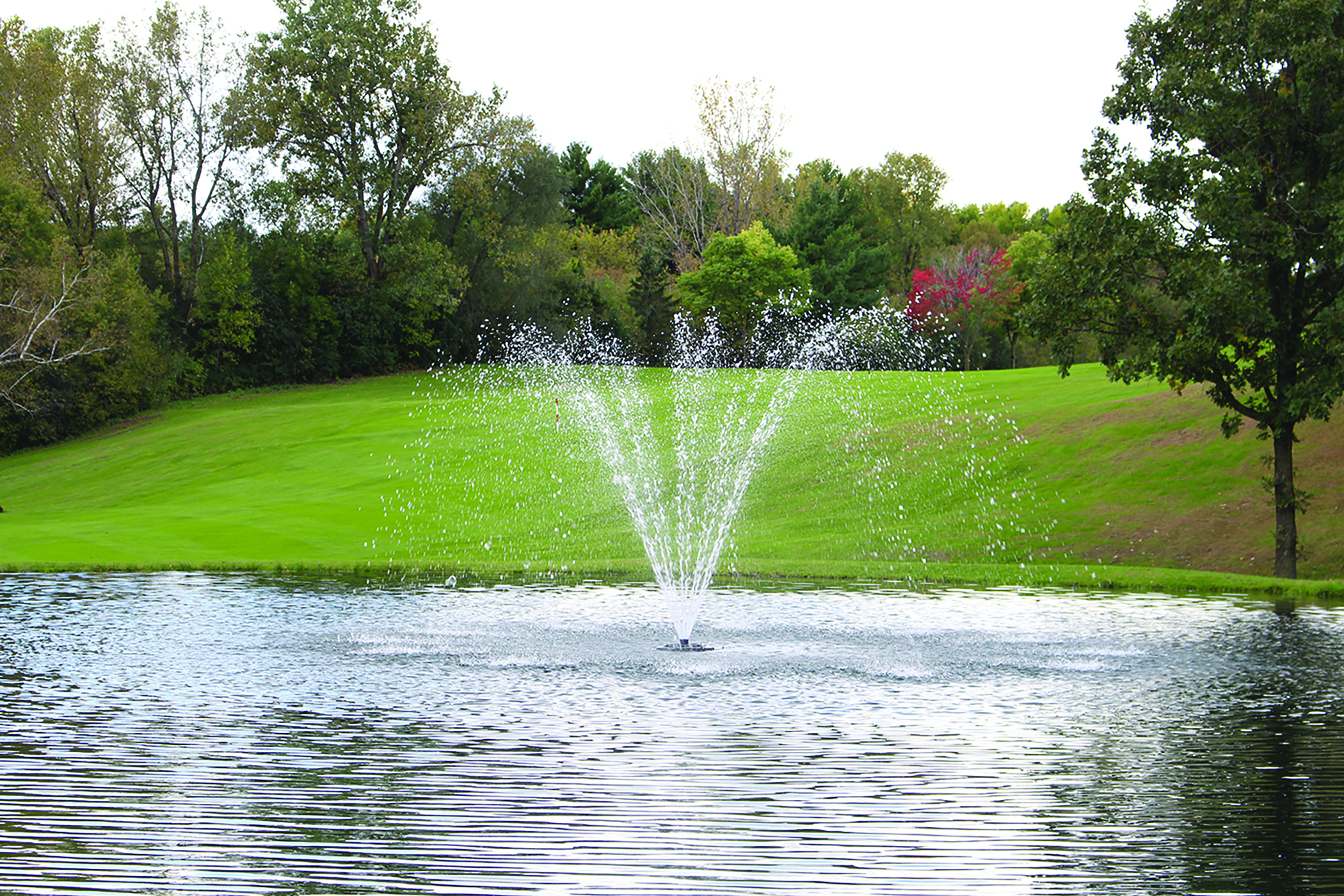 CYPRESS - Image 4